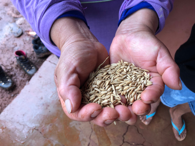 Vitorina Perez mostra as sementes de arroz que serão plantadas neste ano na Tekoha Oco’y. Foto: Beatriz Drague Ramos/CGY