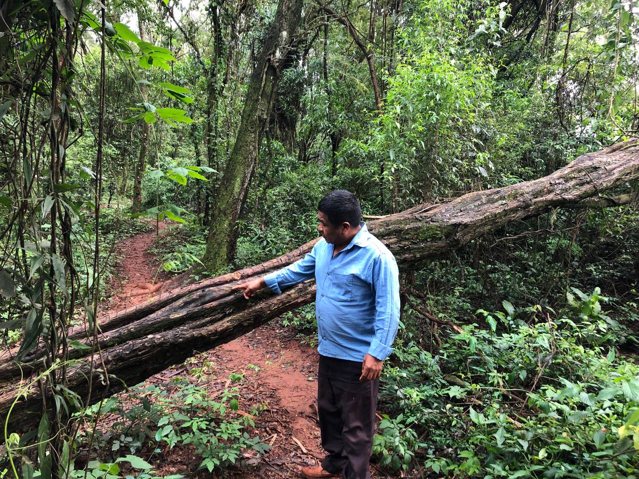 Oscar mostra tronco de árvore onde são extraídas lascas para a produção de chá medicinal para a cura de dor de garganta. Foto: Beatriz Drague Ramos/CGY