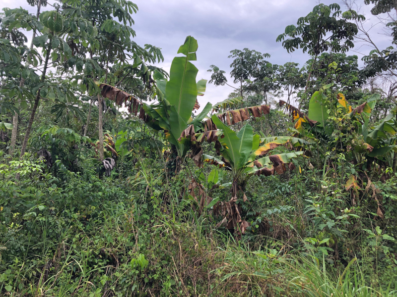 Bananeiras no quintal de Crispina na Tekoha Oco’y. Foto: Beatriz Drague Ramos/CGY