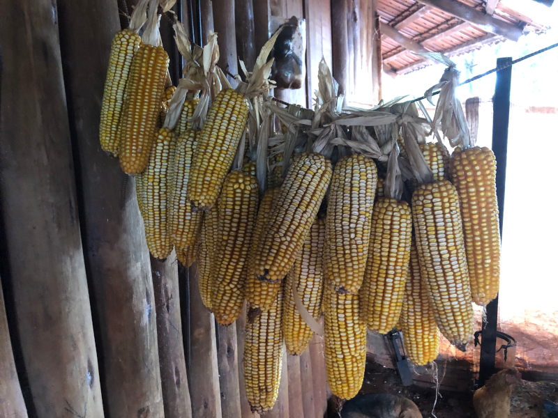 Espigas de milho penduradas na casa de Mariano na Tekoha Oco’y. Foto: Beatriz Drague Ramos/CGY